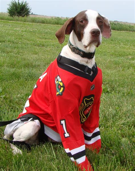 Click here to view dogs in illinois for adoption. Adopt Hossa-ILLINOIS on | Blackhawks | English pointer dog ...