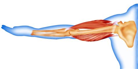 Lateral Side Facial Face Muscles Stock Photo Image Of Closeup Male