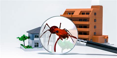 We realized very early on that each season of the year has different. Termite Inspection in Adelaide | Precision Pest Control SA ...