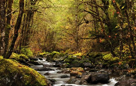 Wallpaper Autumn Forest Leaves Trees Stream Stones Moss Usa