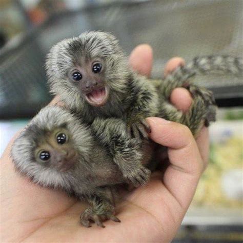 Marmoset Monkeys For Sale Exotic Animals For Sale Price