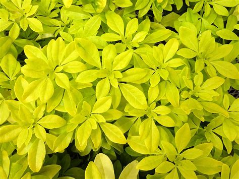 Check spelling or type a new query. Sundance Mexican Orange (Choisya ternata 'Sundance')