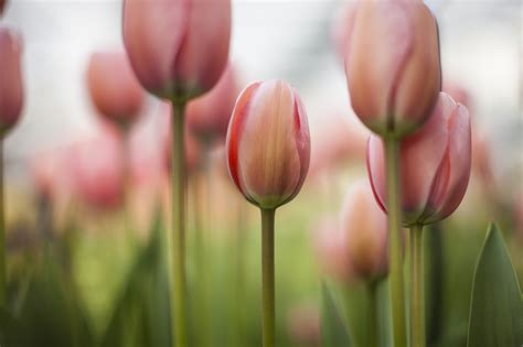 4k Tulips Closeup White Background Pink Color Hd Wallpaper Rare