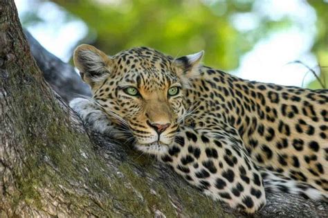 All About Leopards In Sri Lanka Wise Travel Genie