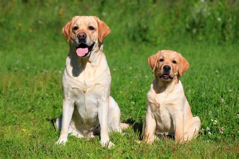 Labrador Retriever 10 Things You May Not Have Known About