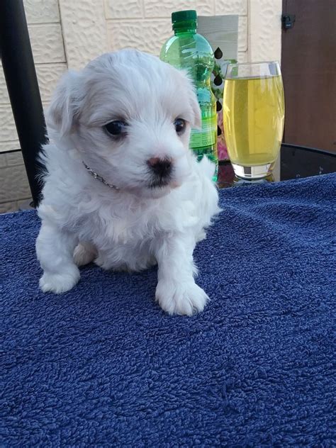Maybe you would like to learn more about one of these? Pure Breed Maltese Puppies For Sale +1(337) 603-0249: maltese puppies for sale craigslist