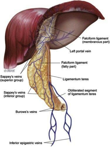 Falciform Ligament From The Posterior Aspect Of The Umbilicus To The Right Of The Midline Of