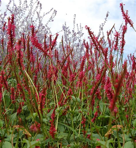 Japanse duizendknoop werd op verschillende momenten naar europa gehaald, als tuinplant. Persicaria amplexicaulis Speciosa - Knotweed for sale! Buy ...