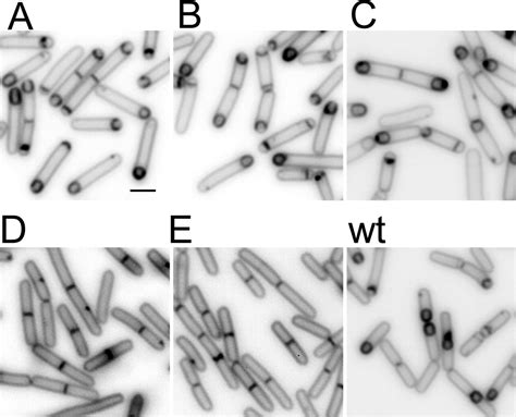 Evidence That Entry Into Sporulation In Bacillus Subtilis Is Governed