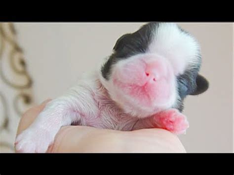 Keeping your pet at its ideal weight helps to ensure good health. Cutest newborn puppy | Shih Tzu - YouTube