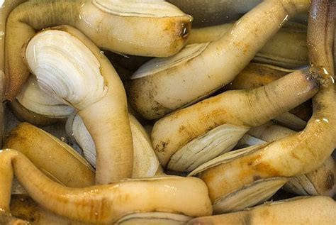 What Does Geoduck Taste Like A Pacific Northwest Delight Eat Delights