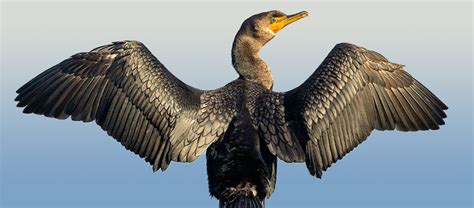 The Double Crested Cormorant Critter Science