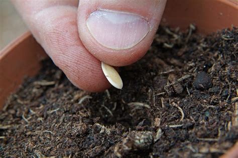 Once all risks of frost have passed, you can transplant the watermelon seedlings into the ground. How To Grow Melons from Seed - BBC Gardeners' World Magazine