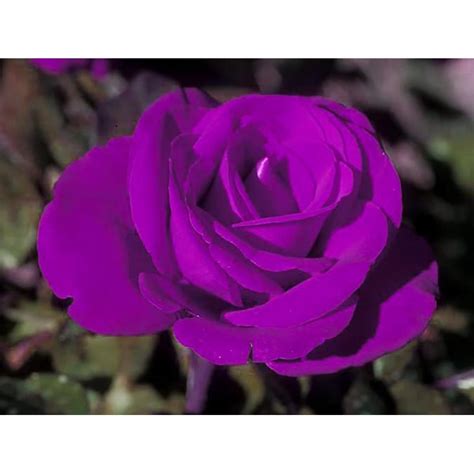 15 Gallon In Pot Purple Purple Rose L27469 In The Roses Department
