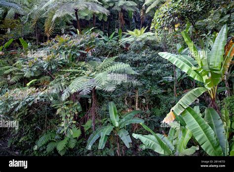 Rainforest With Many Tree Ferns Building A Dense Undergrowth For Other