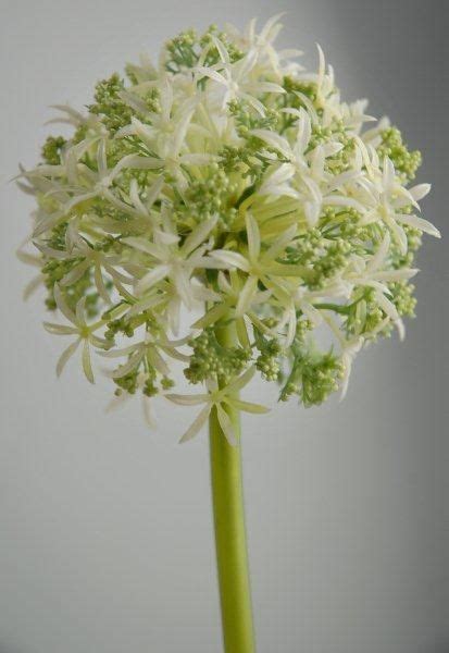 Maybe you would like to learn more about one of these? Green & White Allium Spray (31" Tall ) 3" flower | Allium ...