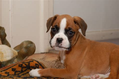 The Good And Bad News About The Boxer Breed