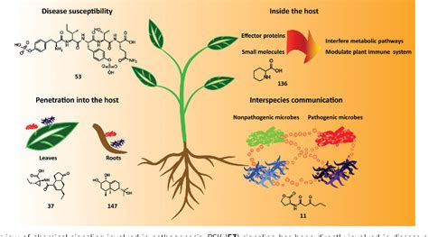 Figure 5 From Chemical Signaling Involved In Plant Microbe Interactions