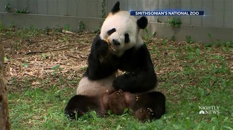 21 Wfmj National Zoo Celebrates Birth Of Giant Panda Cub Facebook