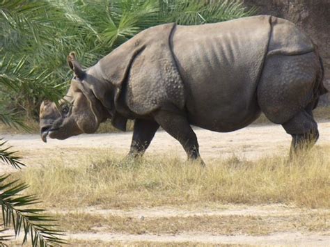 10 Definitions Of What Critically Endangered Means Javan Rhinoceros