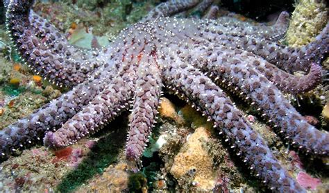Diminished Population Of Sunflower Sea Stars May Get Endangered Species