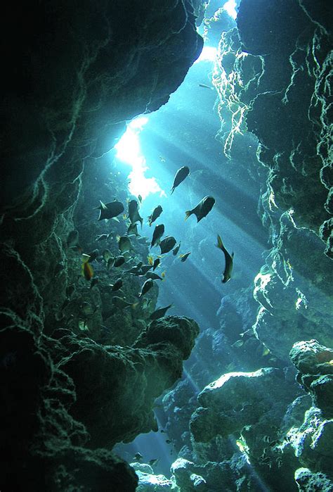 Fish Shelter In Underwater Cave Egypt Photograph By Joost Van Uffelen