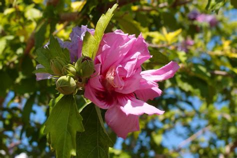12 Rose Of Sharon Varieties For Your Landscape