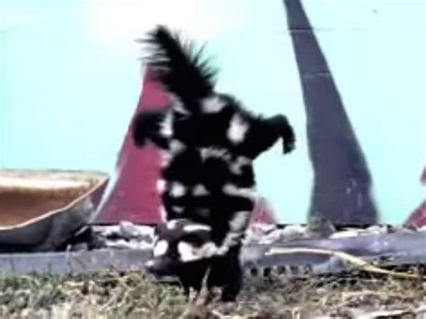 Spotted Skunk Does A Handstand To Scare Away Predators Business Insider