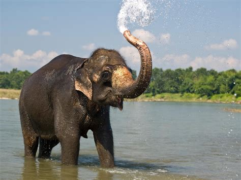 Free Photo Elephant In Water Animal Waterhole Water Free