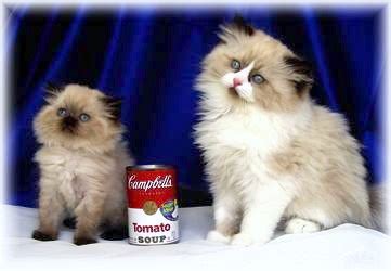 Find cats and kittens for sale, near you and across australia. Adorable Teacup Persian | Boutique Kittens
