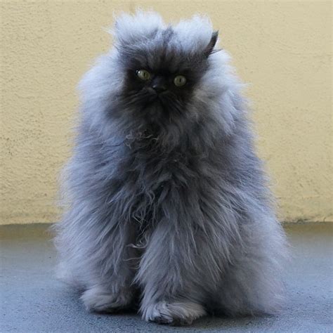 A hardy breed that originated in barnyards, scottish folds — which come both long and short haired — are. 17 Long-Haired Cats Trying To Look Fierce But Just Being ...