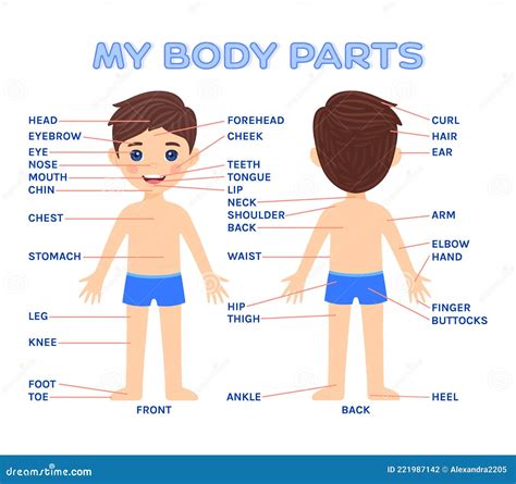 My Body Parts And A Pretty Boy Front And Back View Kid Education