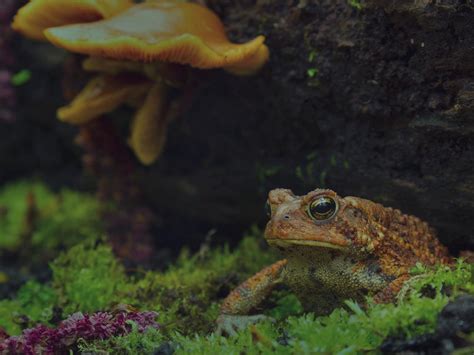 Facts About The Gastric Brooding Frog