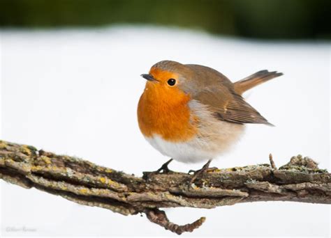 Little Robin in winter | Robin, European robin, Robin bird