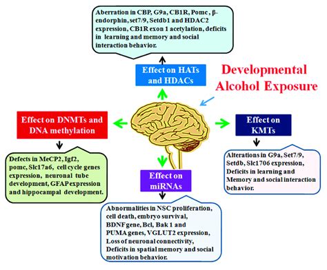 Graphical Summary Of Developmental Alcohol Induced Epigenetic Defects