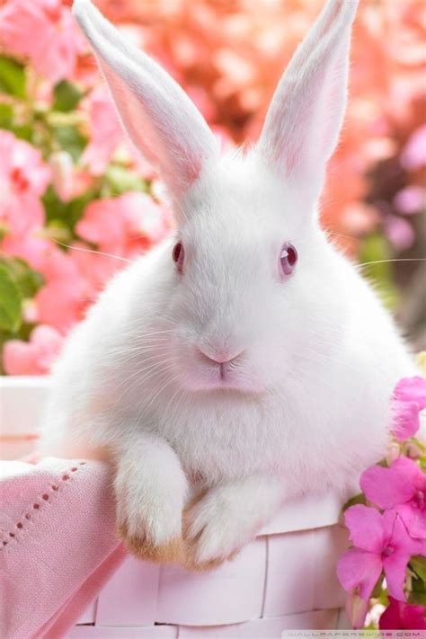 Cute Easter Bunny Ultra Hd Desktop Background Wallpaper
