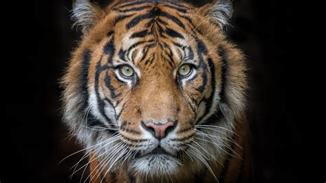 Fonds Décran Tiger Portrait Prédateur Le Visage Fond Noir