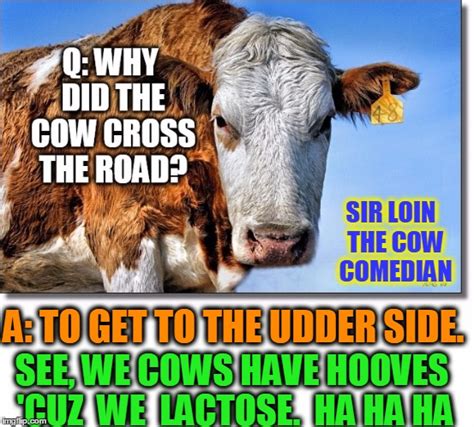 Sir Loin The Cow Comedian Imgflip