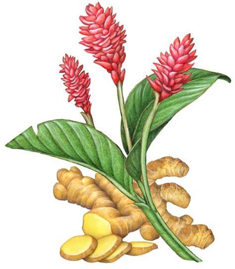 Botanical Illustration Of A Ginger Plant With Three Ginger Flowers And