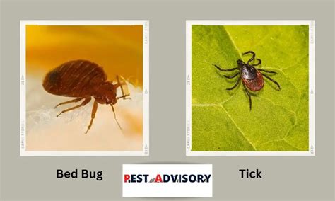 Bed Bugs Vs Ticks Differences And Similarities