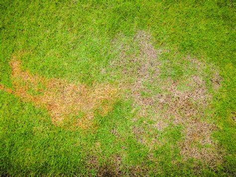 How To Spot 4 Common Lawn Diseases