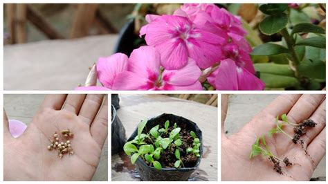 How To Grow Phlox Flower From Seedshow To Collect Phlox Flower Seeds