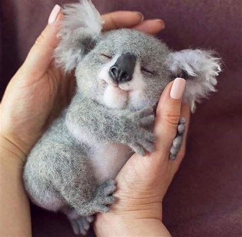 Koala Bear Baby Animals Pictures Cute Animal Pictures Animals And