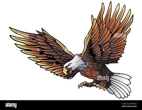Flying Bald Eagle Illustration Stock Vector Image And Art Alamy