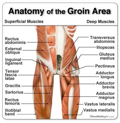 This post anatomy of the groin. Beyond Sports Science: Groin Injury Prevention