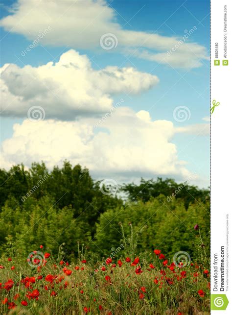 Summer Landscape Field Poppies And Blue Sky Stock Photo Image Of
