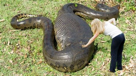 What Is The Biggest Snake Ever Recorded Snake Poin