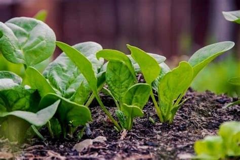 How To Grow Baby Spinach Urban Garden Gal