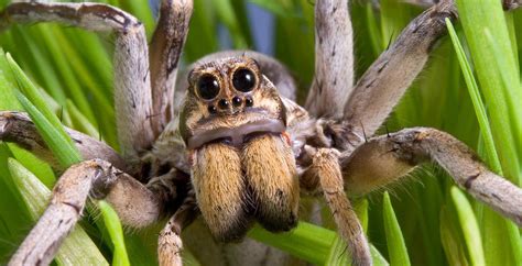 S A S Common Critters Nothing Big Or Bad About The Wolf Spider No Matter How Scary It Looks