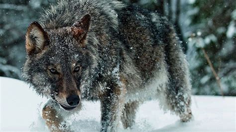 Online Crop Gray Wolf Animals Nature Wolf Snow Hd Wallpaper
